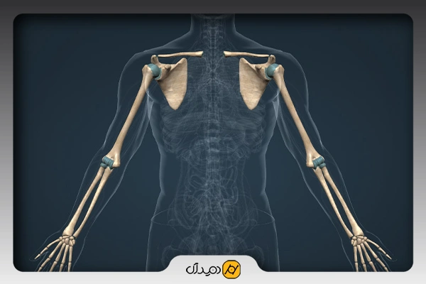 نقش منگنز در بدن انسان